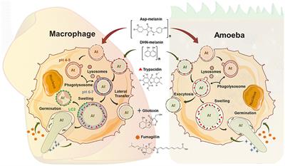 Exploring Virulence Determinants of Filamentous Fungal Pathogens through Interactions with Soil Amoebae